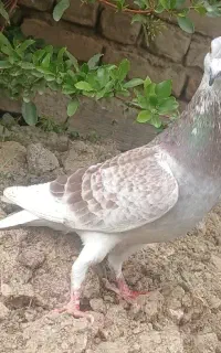 سار ساده