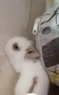 بچه خرگوش مینی لوپ