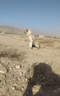 فورش ماده 3 ساله گله ای
