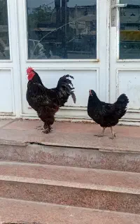 خورس مشکی یک سالو نیم بدون مریزی