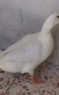 اردک ماده شیش ماهه