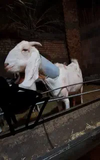 بزپاکستانی