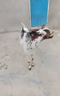 پازن برا فروش