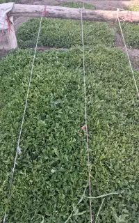 شتیل گوجه فرنگی