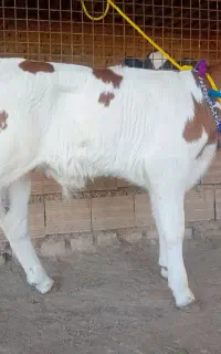 گوساله نر سیمینتال قرمز شرابی اصیل درجه یک