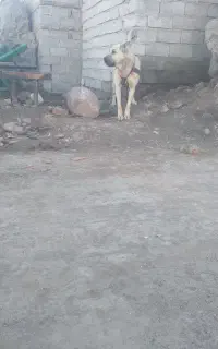 واگذاری سک سرابی وماده عراقی