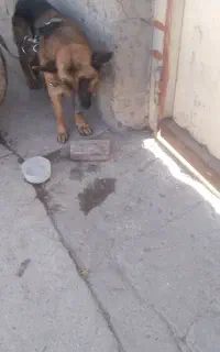 سگ ژرمن