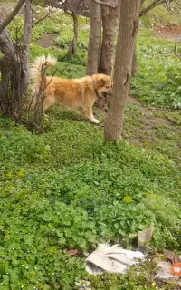 سگ گوسفندی