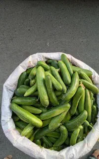خیار خیار شوری ریز  تازه جوانمرد