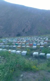 استخدام کارگر ساده زنبورداری