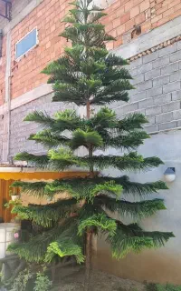 درخت کاج مطبق بزرگ
