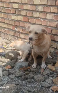 سگ پاکوتا
