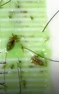 پکیج رفع شپش