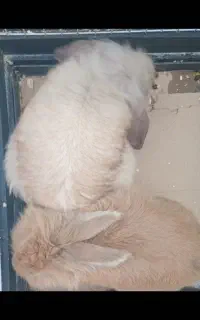 دو عدد خرگوش لوپ بامزه