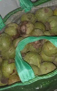 گردو مغز سفید