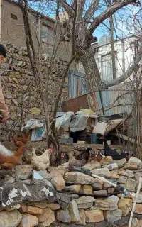 مرغ و خروس محلی