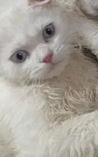 یک عدد گربه پرشین