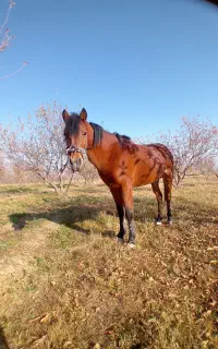 کره اسب