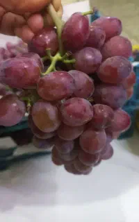 انگور کندری