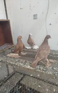 کبوتر پاپر عتیقه