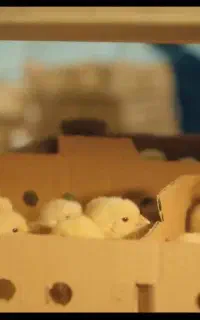 جوجه گوشتی نژاد راس تضمینی