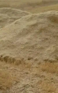 کاه گندم دیم