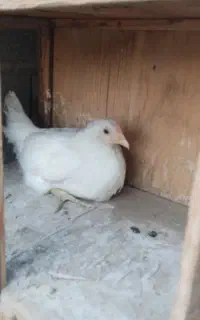 خروس گلین