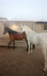 دوتا اسب ماده سفید و قهوه‌ای  دخترش