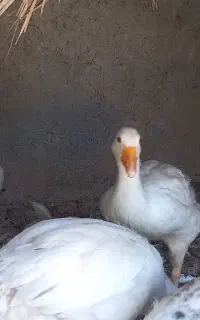 غاز