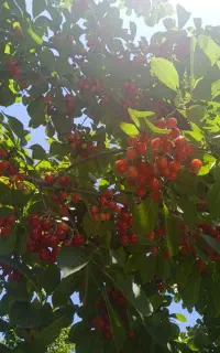 فروش باغ دو راهی لیلمانج