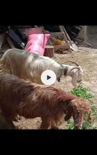 دو عدد بز ماده وزن 35و40کیلو
