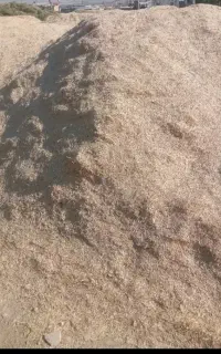 کاه گندم