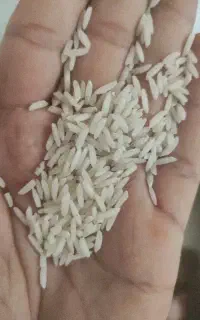 برنج طارم هاشمی محصول مازندران