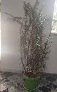 گل خرفه