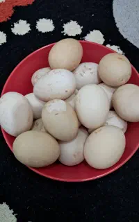 تخم مرغ شاخدار
