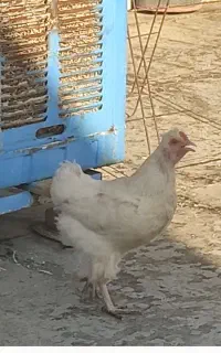 مرغ نژاددار و