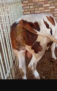 سیمنتال نر گوشتی