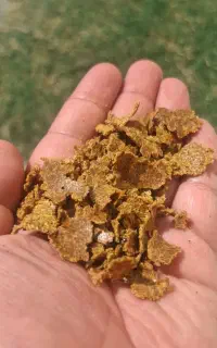 کنجاله کاملینا