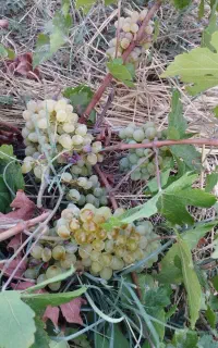 انگور