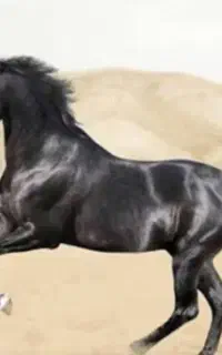اسب اخته دوخون پرشی