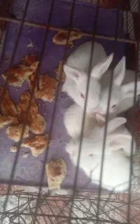 بچه خرگوش چشم قرمز کوچیک