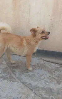 نیاز سگ نر پامر برای جفت گیری