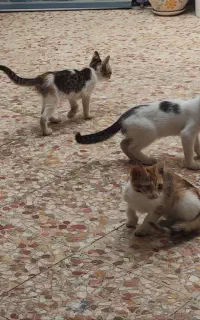 واگذاری بچه گربه ۳ ماهه (رایگان)