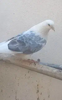 کبوتر