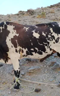 نر گاو فروشی منوجان