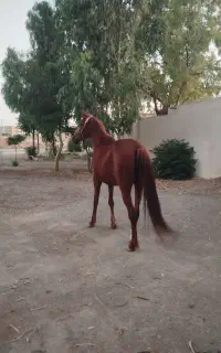 مادیون دو خون چهار سال دست و پا سلامت