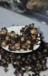 جوجه حلزون آلبیتو آچاتینا