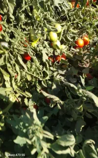 گوجه فرنگی ترش تازه