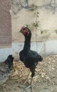 خروس لاری