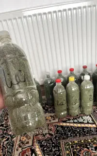 نعنا،گزنه محلی درجه ۱